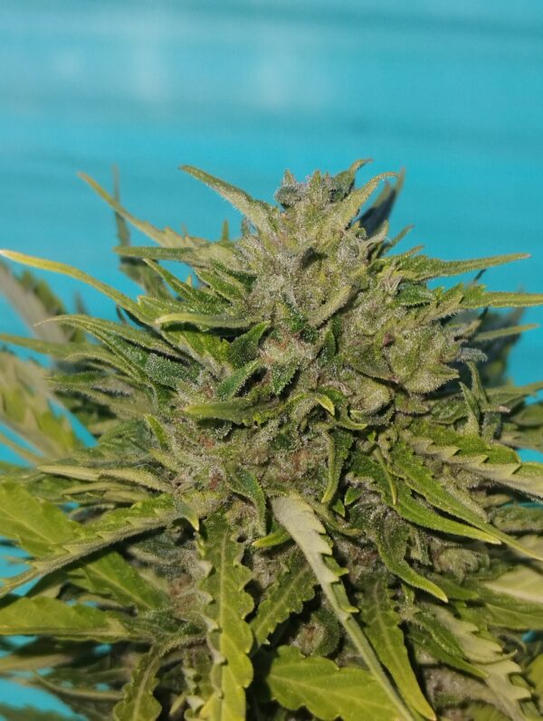 Cookies  x3 - Imagen 2